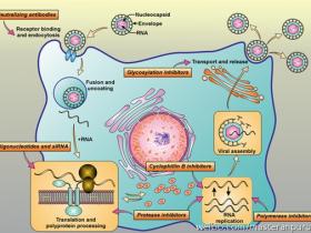 Ledipasvir和Sofosbuvir(Harvoni™) 联合治疗丙型肝炎取得突破性进展