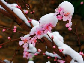 如松 :雪崩之后,没一片雪花是冤枉的!