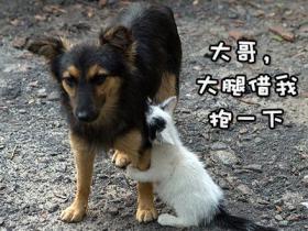 如松 : 贾小骗子,微不足道