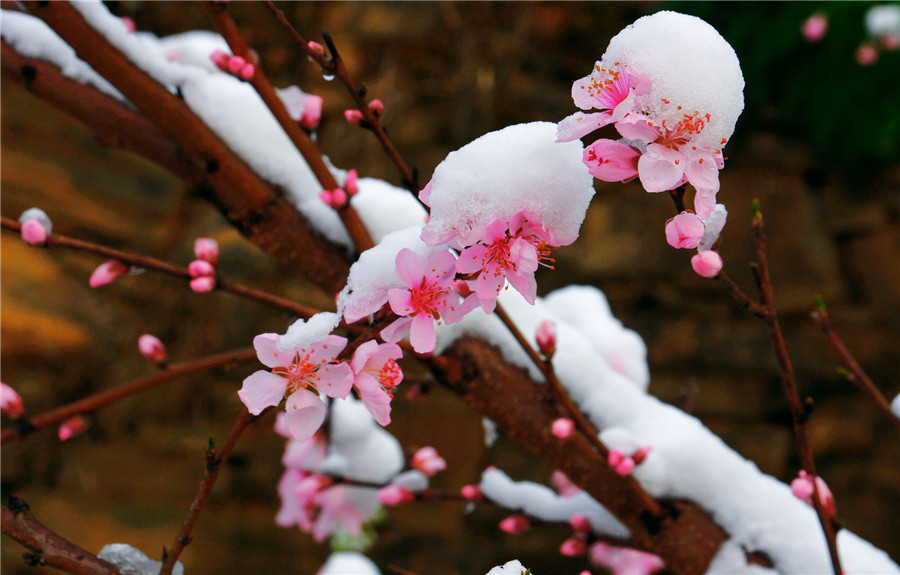 如松 :雪崩之后,没一片雪花是冤枉的!