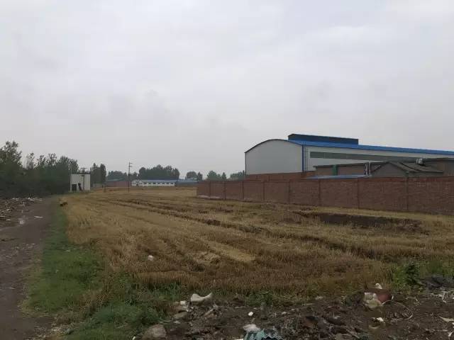 新乡镉污染:除了不确定范围的镉麦,还有被遗忘的镉病-图片2