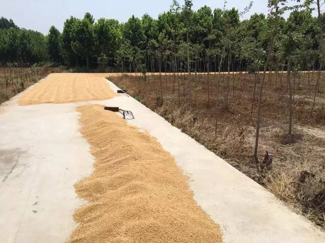 新乡镉污染:除了不确定范围的镉麦,还有被遗忘的镉病-图片5