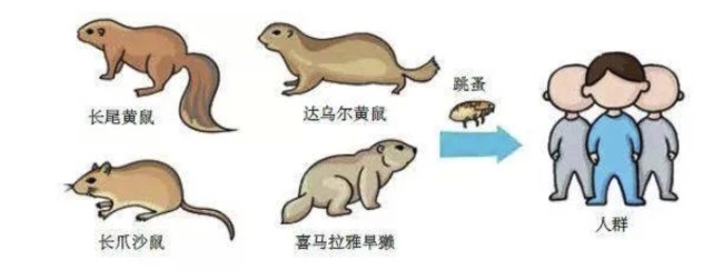 什么是鼠疫?人会感染鼠疫吗?染上鼠疫会死吗?如何避免染上鼠疫?-图片1