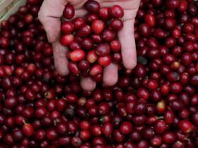 如松:牛皮吹不动了,粮票将是救命的稻草