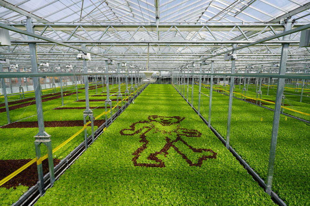 商业规模可持续蔬菜生产温室设施开发商：Gotham Greens Farms